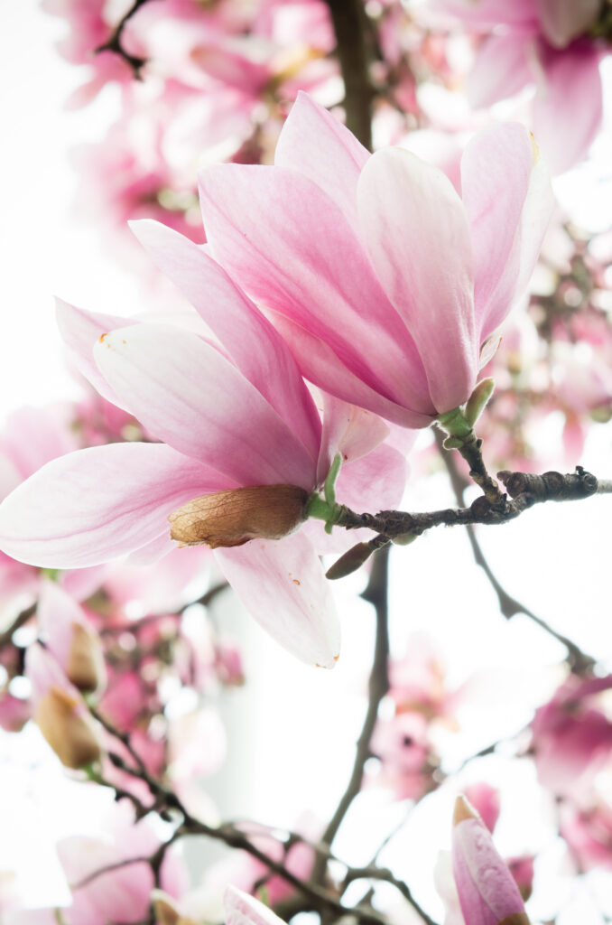 Cherry blossom tree by tidal basin